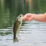 Urban Arizona Bass