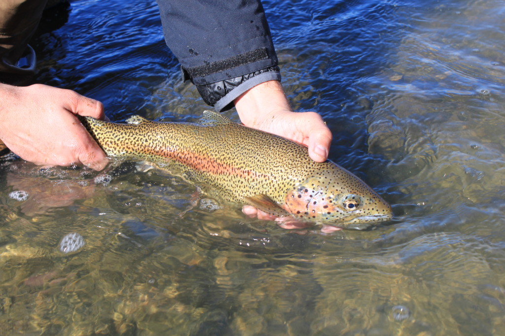 New Mexico Fly Fishing: The San Juan River - Arizona WanderingsArizona  Wanderings