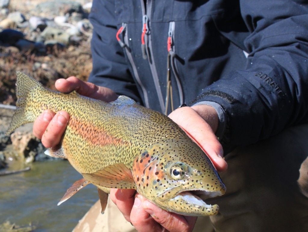 Fly Tying: Flash Thread Midge - Arizona WanderingsArizona Wanderings