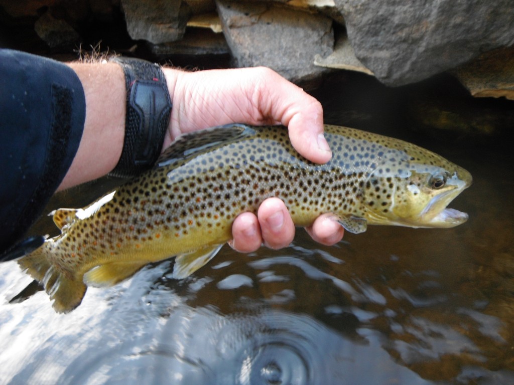 Ausable River Brown