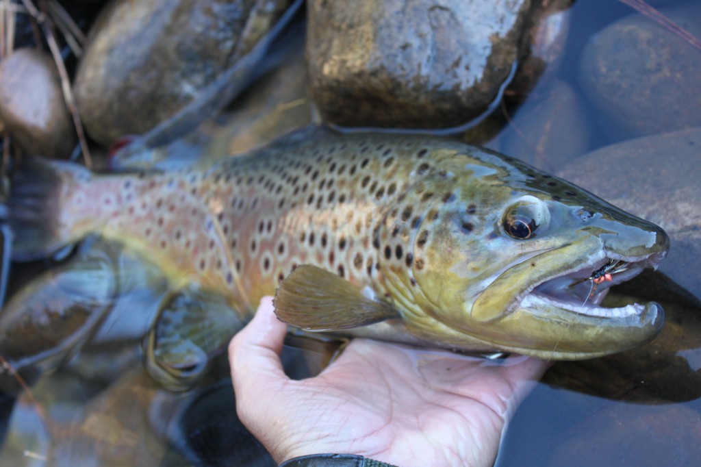 Arizona Brown Trout