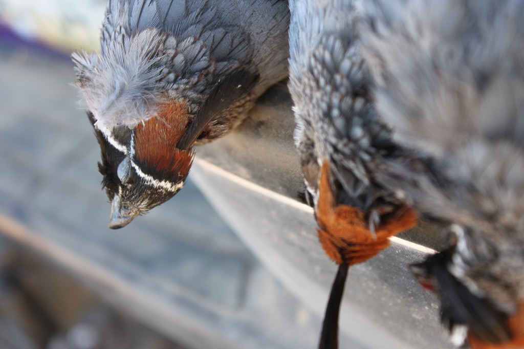 Gambel's Quail Hunting