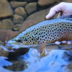 The Arkansas River