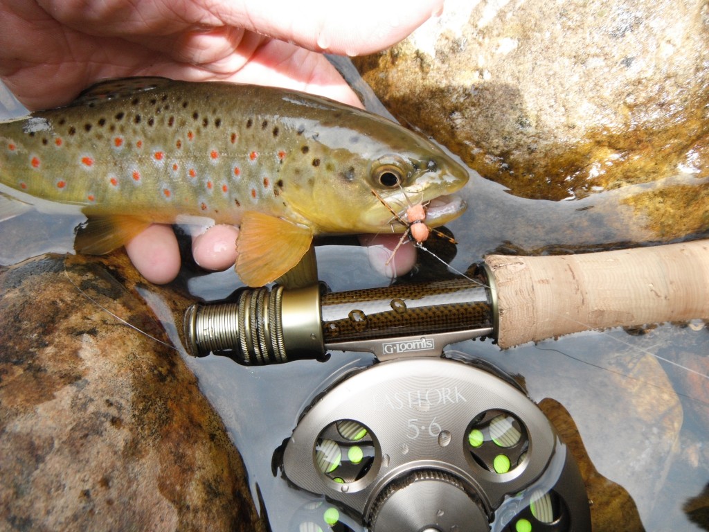 Arizona Fly Fishing: The Backcountry - Arizona WanderingsArizona Wanderings