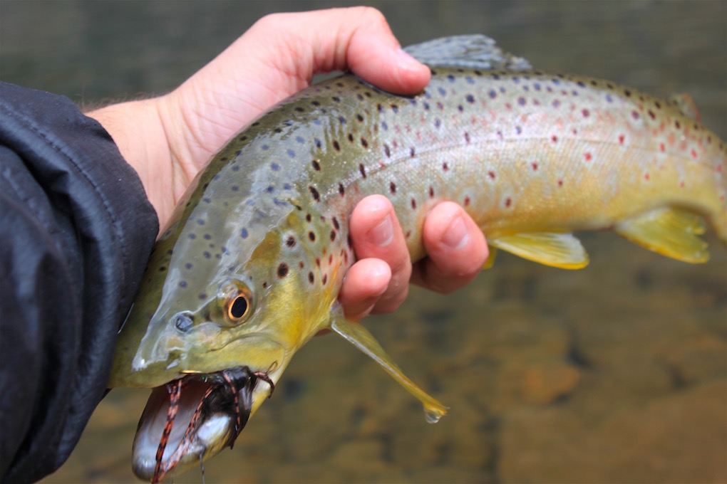 Arizona Fly Fishing: The Backcountry - Arizona WanderingsArizona Wanderings