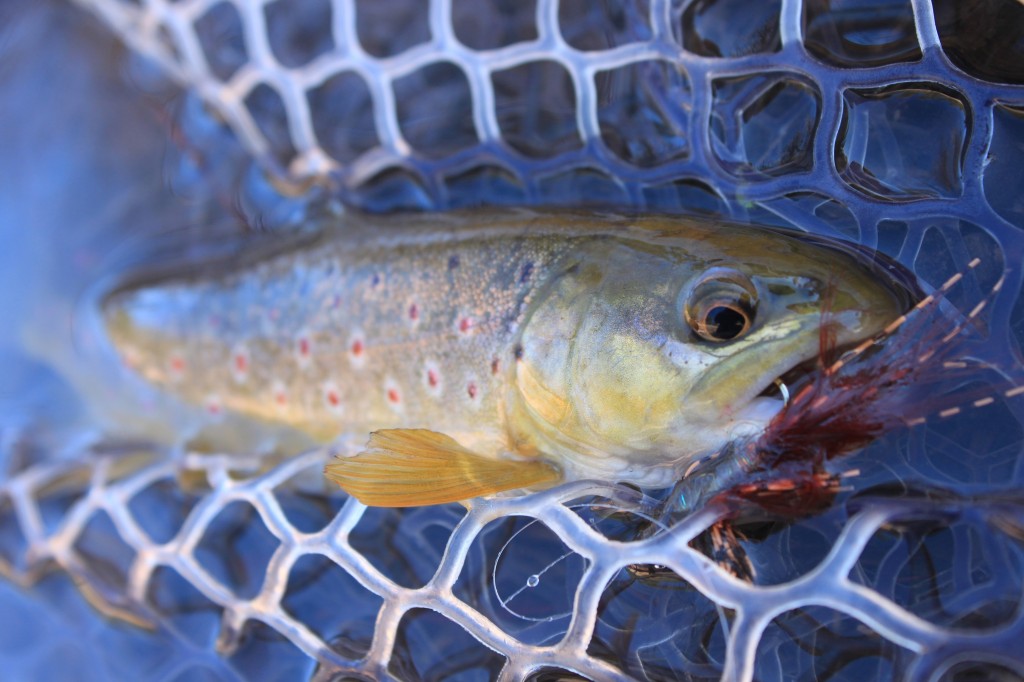 Brown Trout