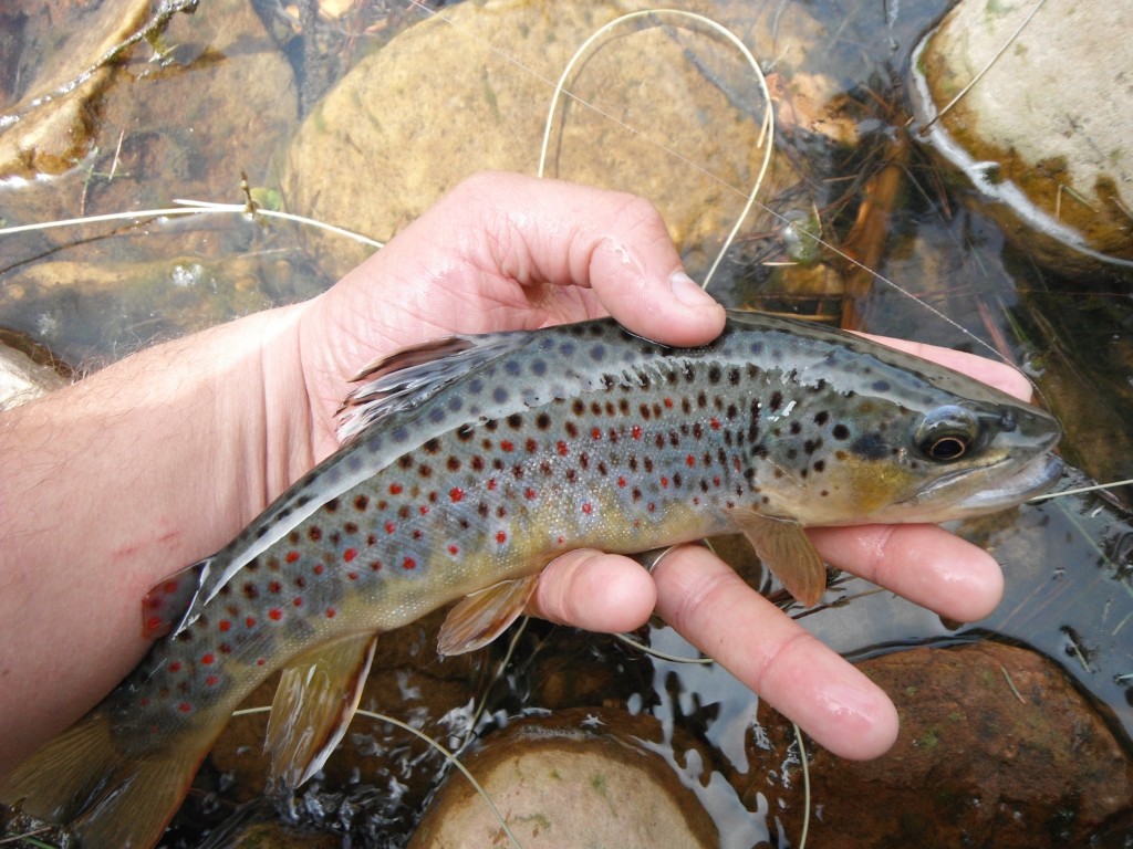 Arizona Brown Trout