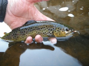 Ausable Brown