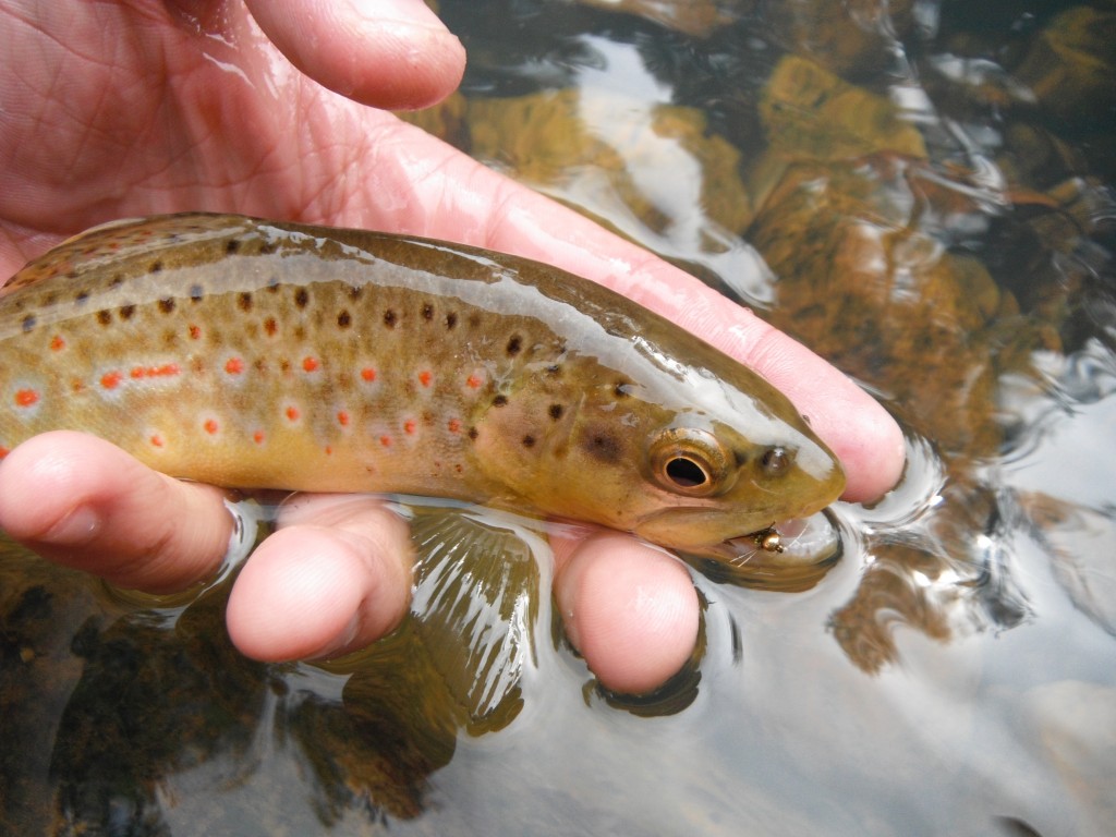 Arizona Brown Trout