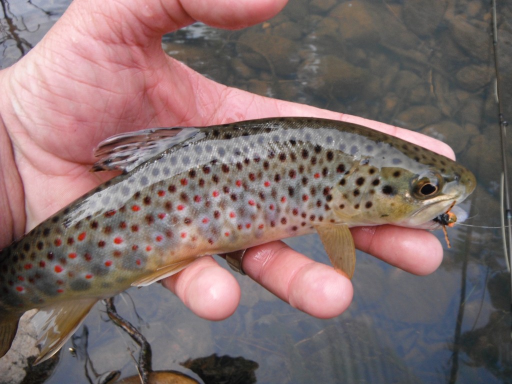 Arizona Fly Fishing