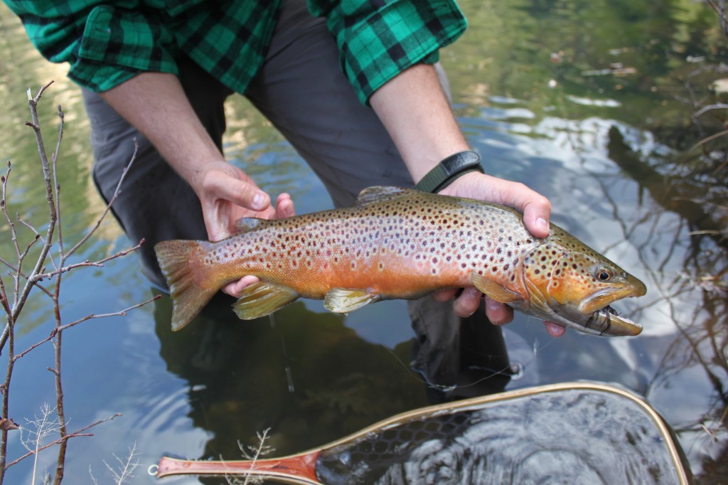 Brown Trout