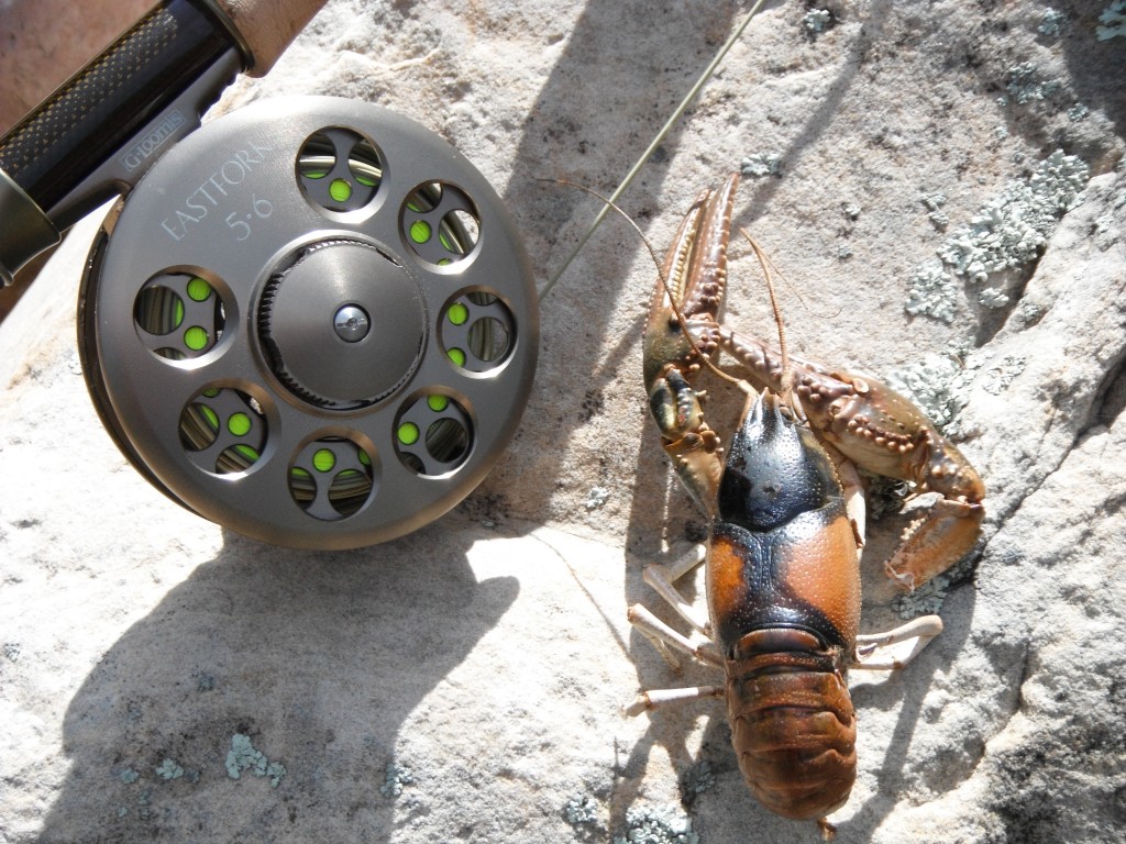 Arizona Crayfish