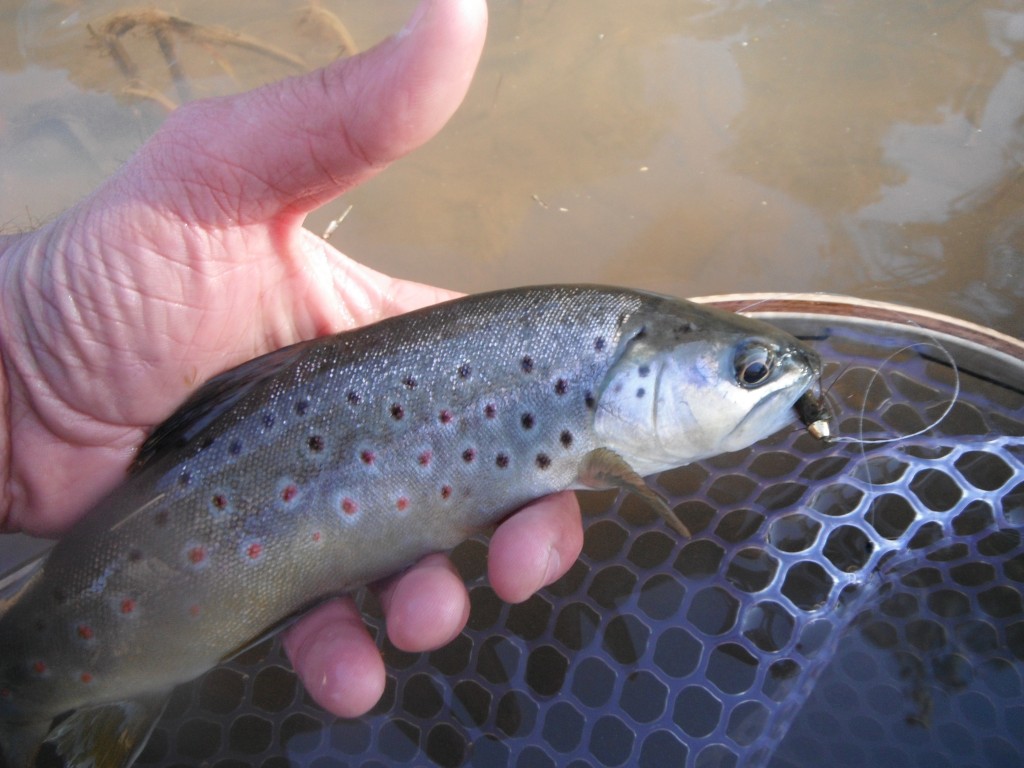 Brown Trout and Streamers