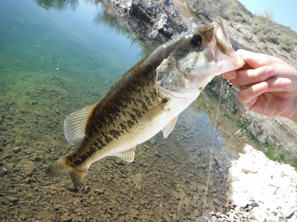 Lake Pleasant Fish Report - New River , AZ