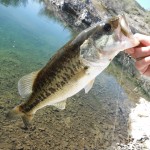 Largemouth Bass