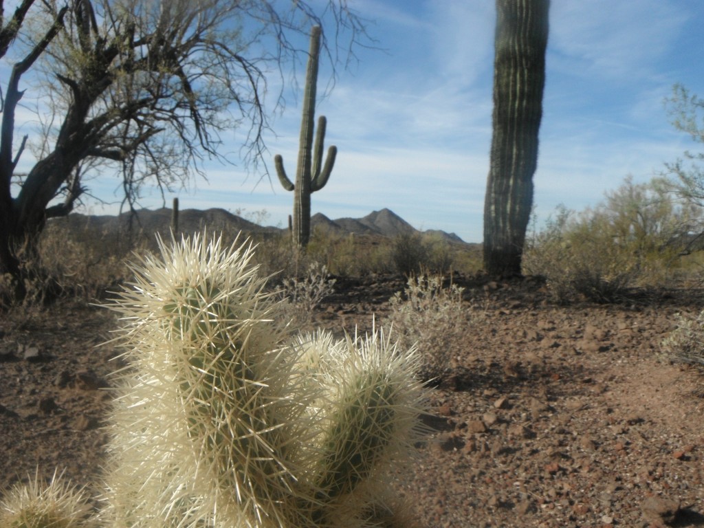 Arizona Quail Country