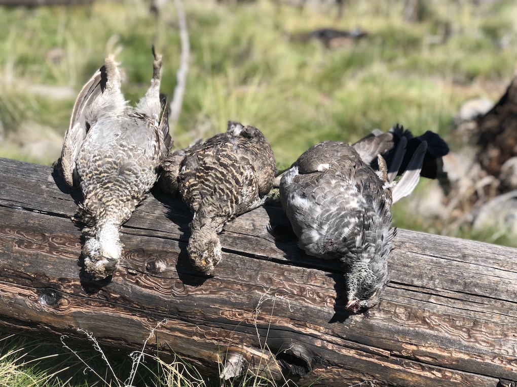 blue grouse hunting