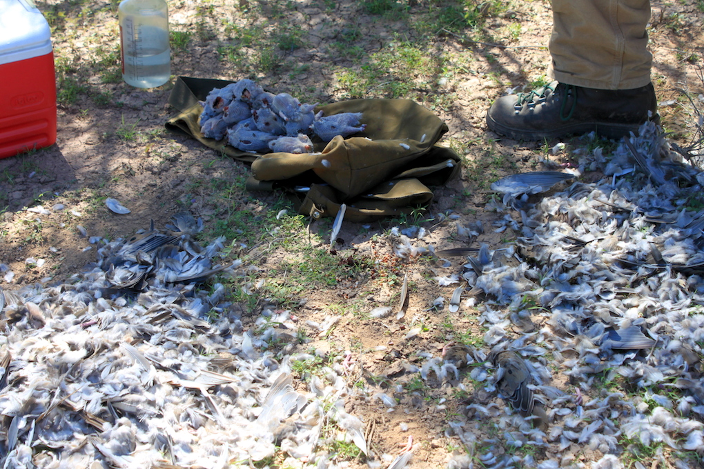 Arizona Dove Season Opener Arizona WanderingsArizona Wanderings