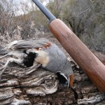 Gambel's Quail