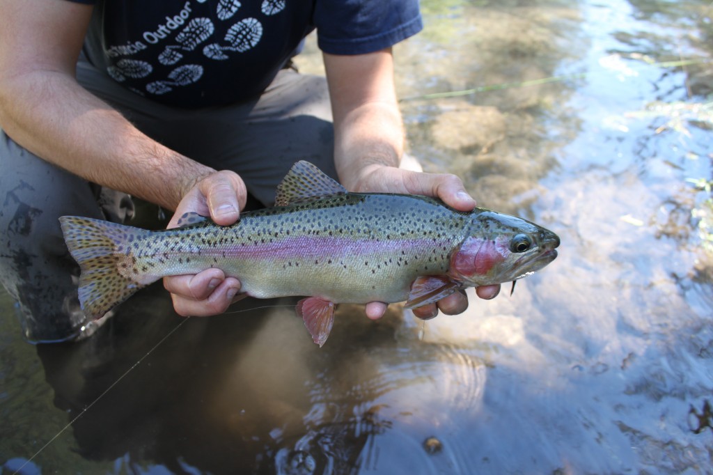 Arizona Rainbow Trout