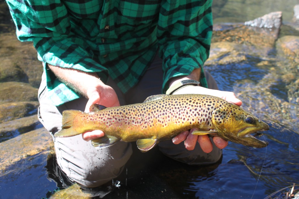 Arizona Brown Trout