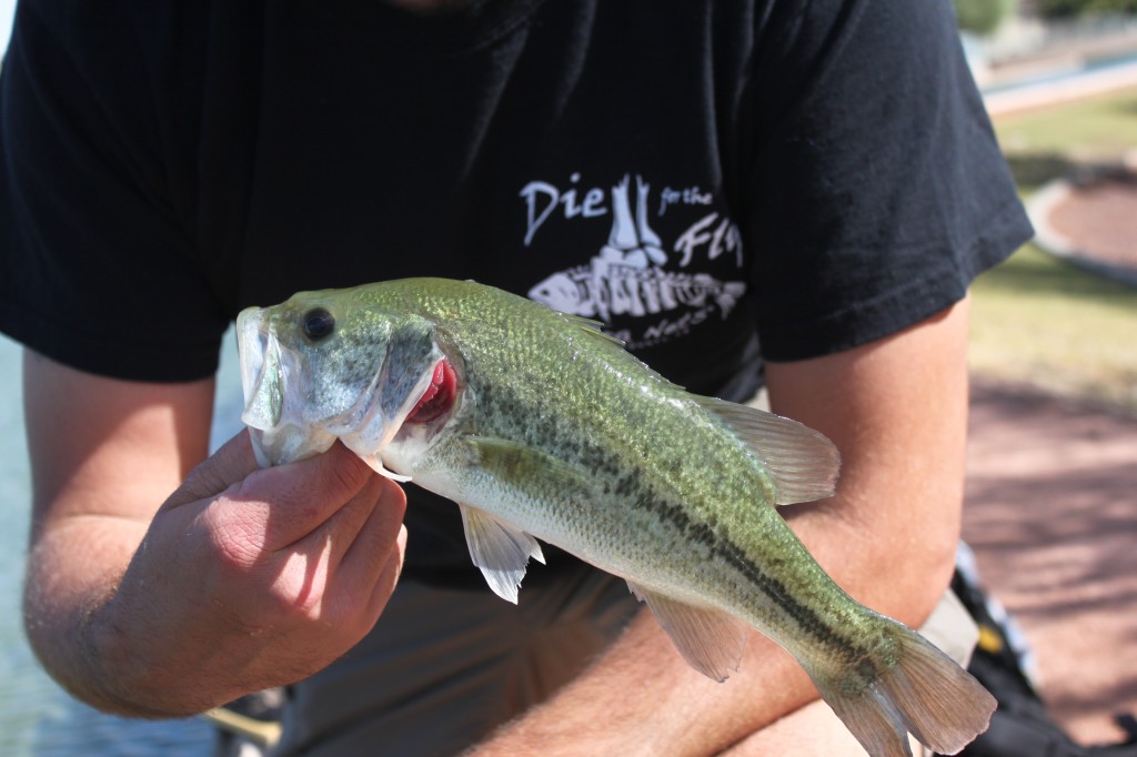 Largemouth Bass