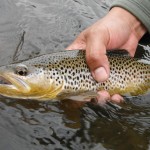Colorado River Brown Trout