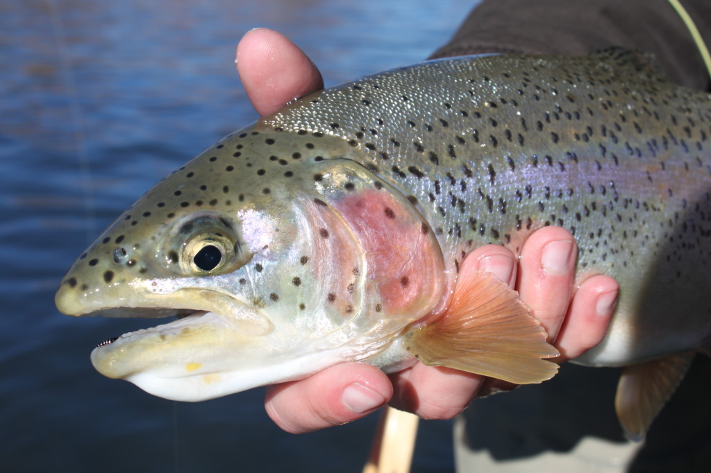 San Juan Rainbow on a Zebra Midge