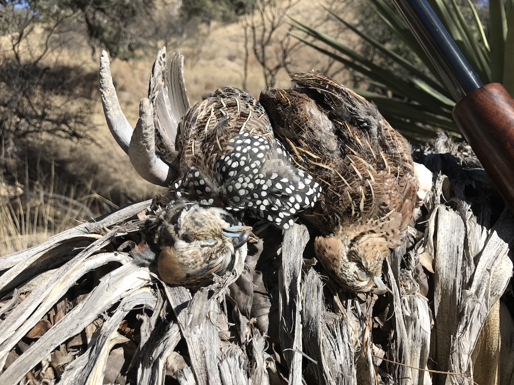 Arizona Quail Hunting End of a Season Arizona WanderingsArizona