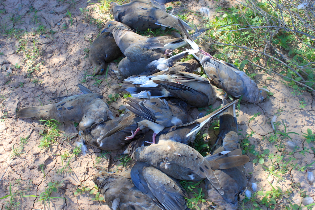 Arizona Dove Season Opener Arizona WanderingsArizona Wanderings