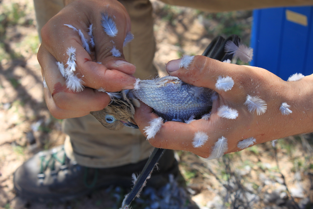 Dove Season Az 2025 Eyde Hyacinthe