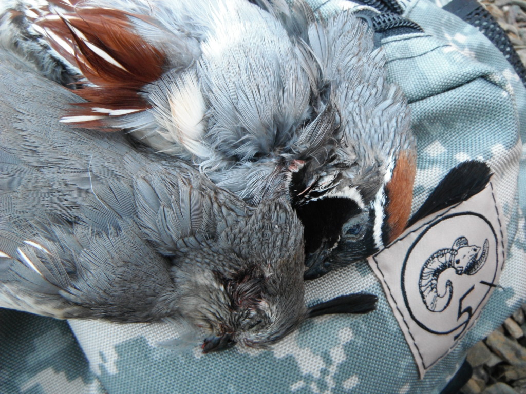 The Q5 Bird Hunting Vest