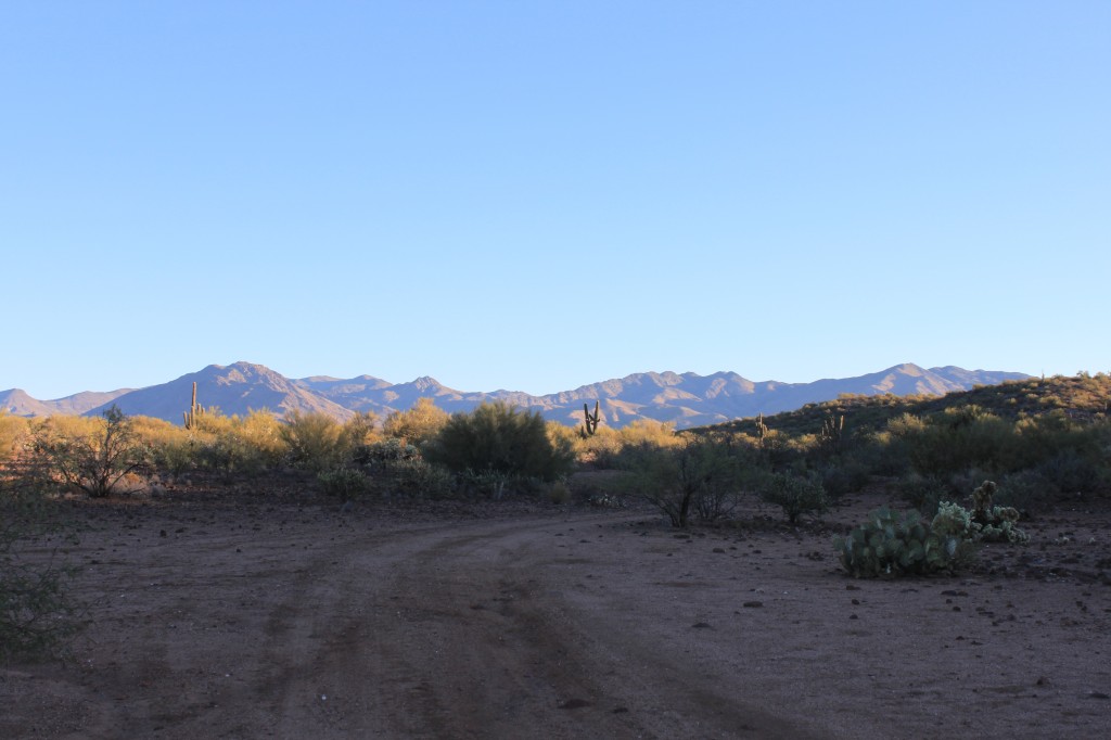 Arizona Quail Hunting