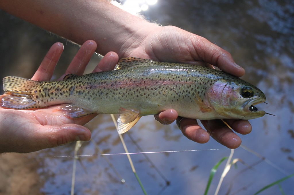 Rainbow Trout