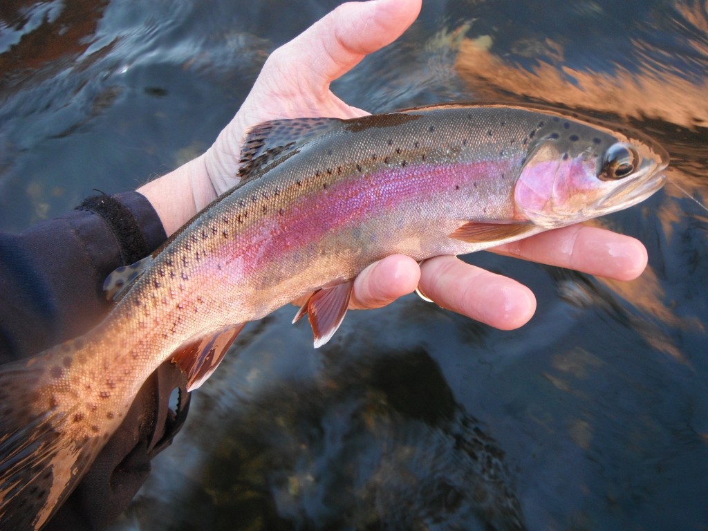 Fly Fishing the Colorado River at Lees Ferry See more