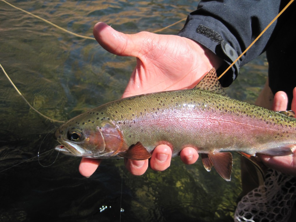 Arizona Fly Fishing