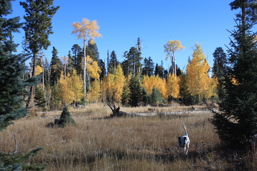 Arizona Wanderings - Page 12 of 77 - fishing, hunting, and