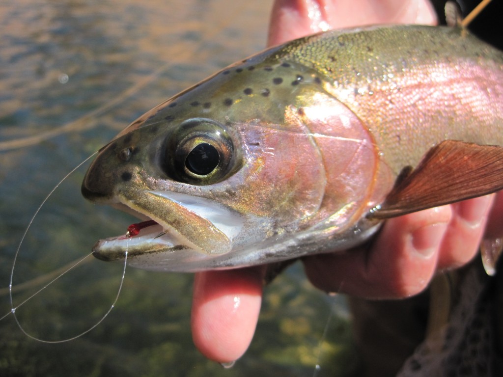 Fat Guy Fly Fishing - Arizona WanderingsArizona Wanderings