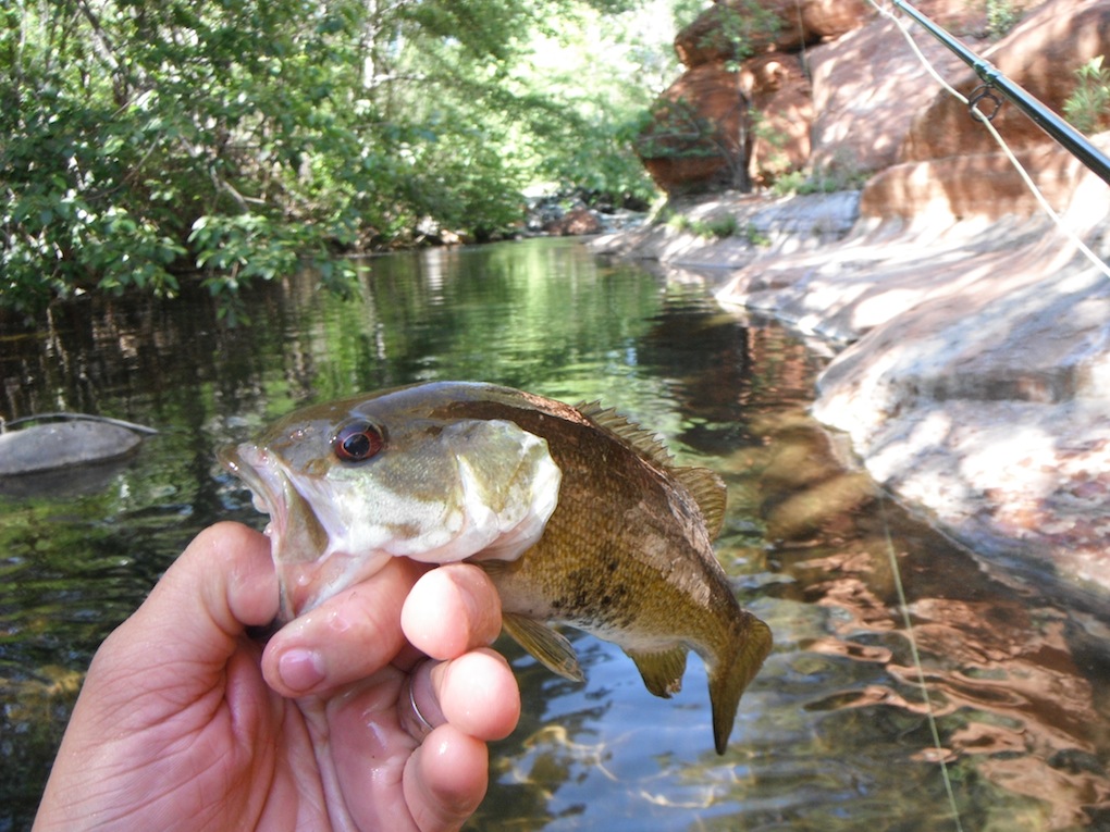 Fishing for Smallmouth Bass in Small Rivers and Streams