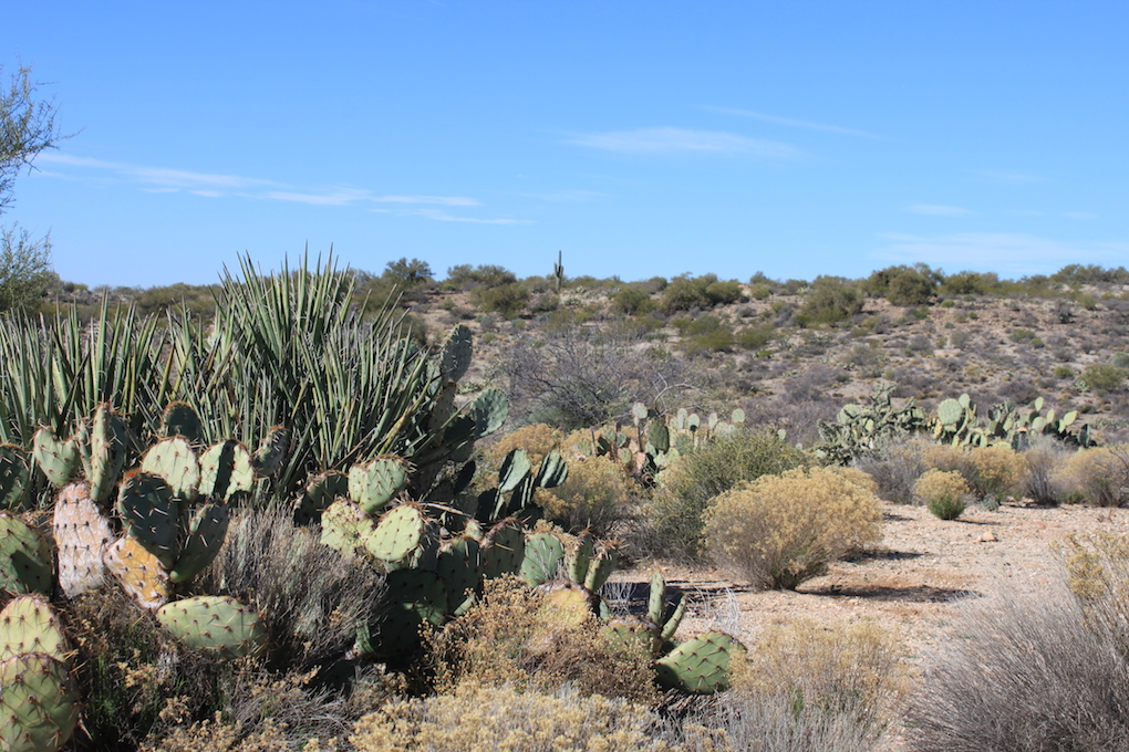 Sonoran Desert Arizona Mixed Bag Sonoran Desert Landscape Finger ...