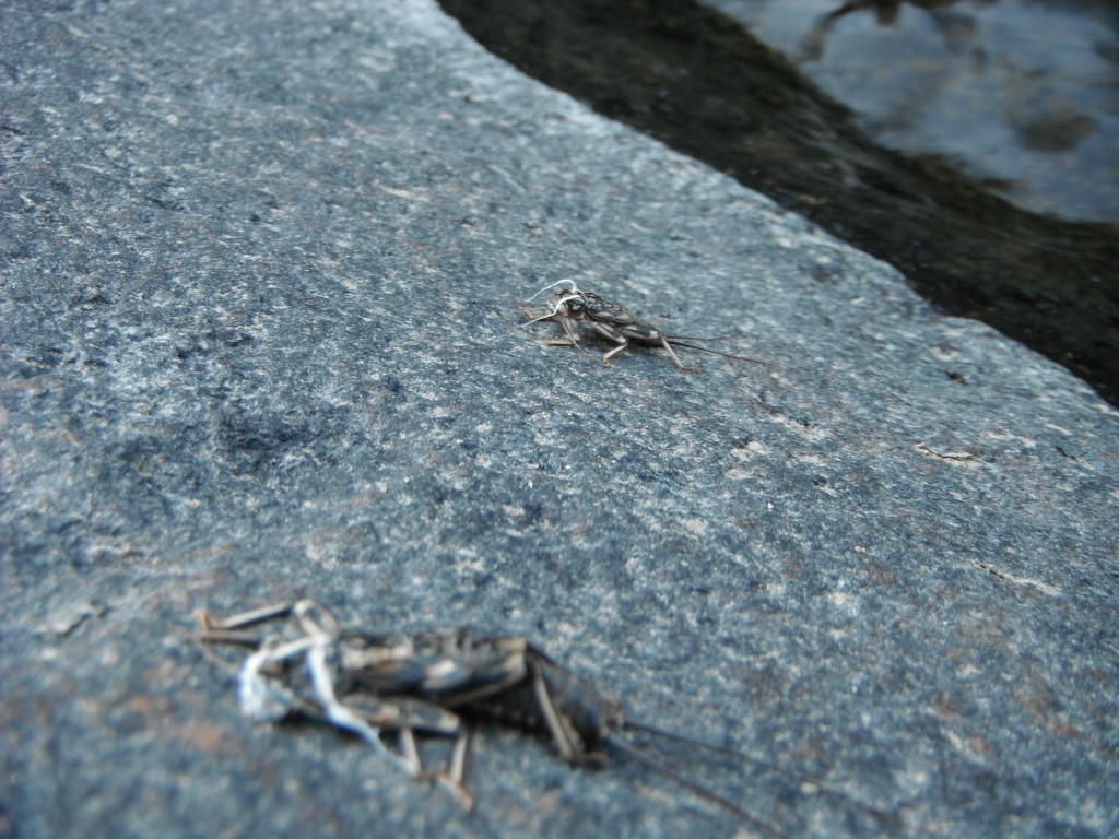 Stoneflies