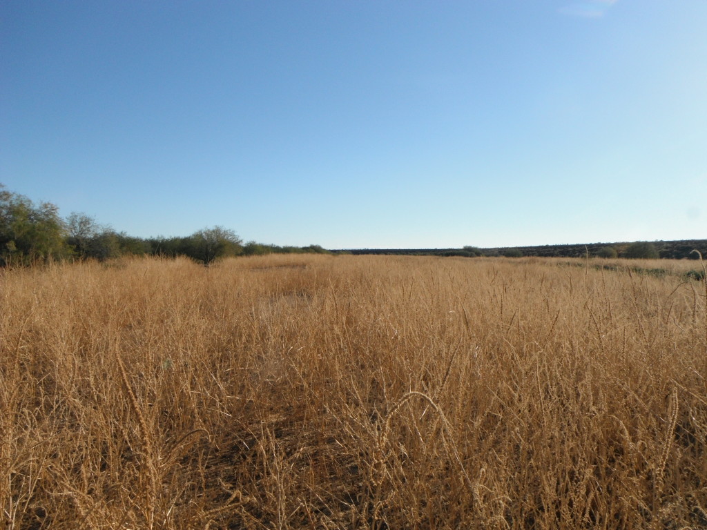 Arizona Quail Country