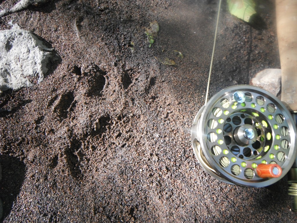 Bear Track