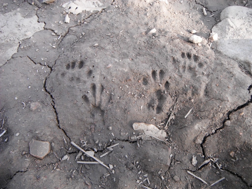 Critter Tracks