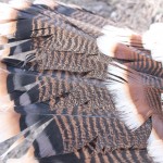 National Wild Turkey Federation