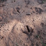 Turkey Tracks