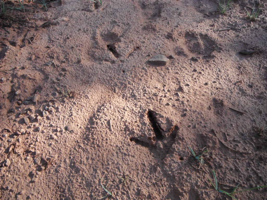 Turkey Tracks