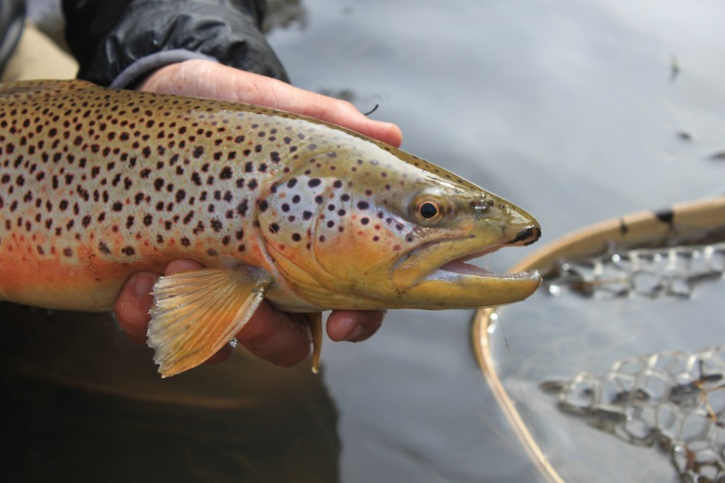 Brown Trout