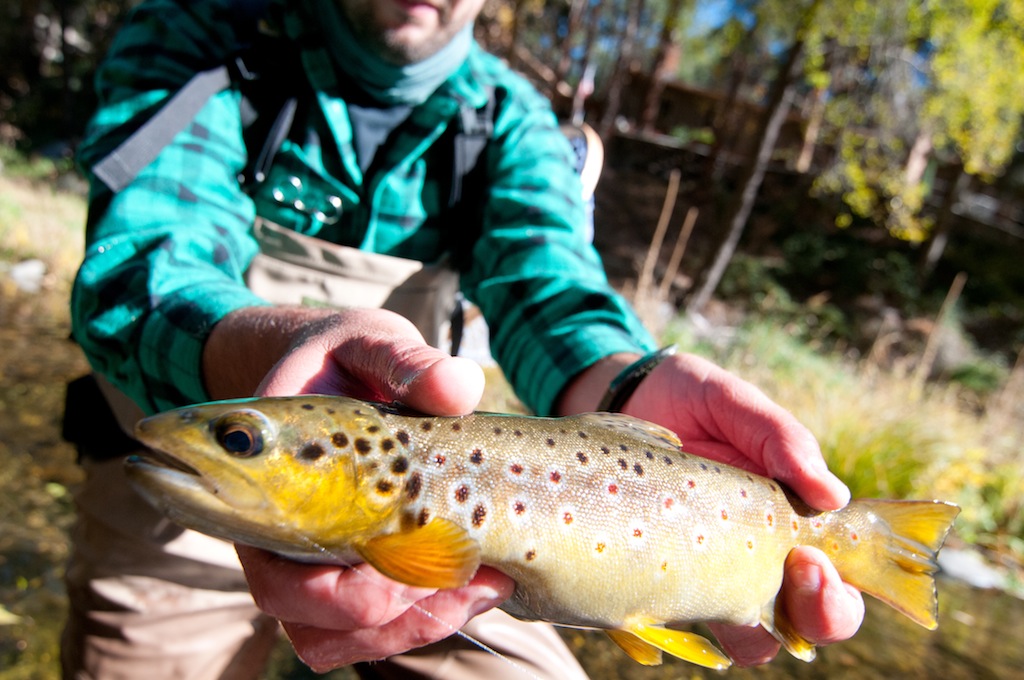 Oak Creek Fly fishing