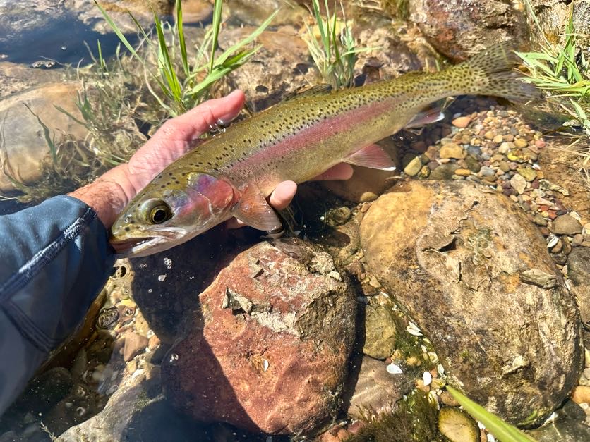 Lees Ferry Fly Fishing